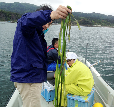 Research for the Seagrass Bed Restoration Map Project